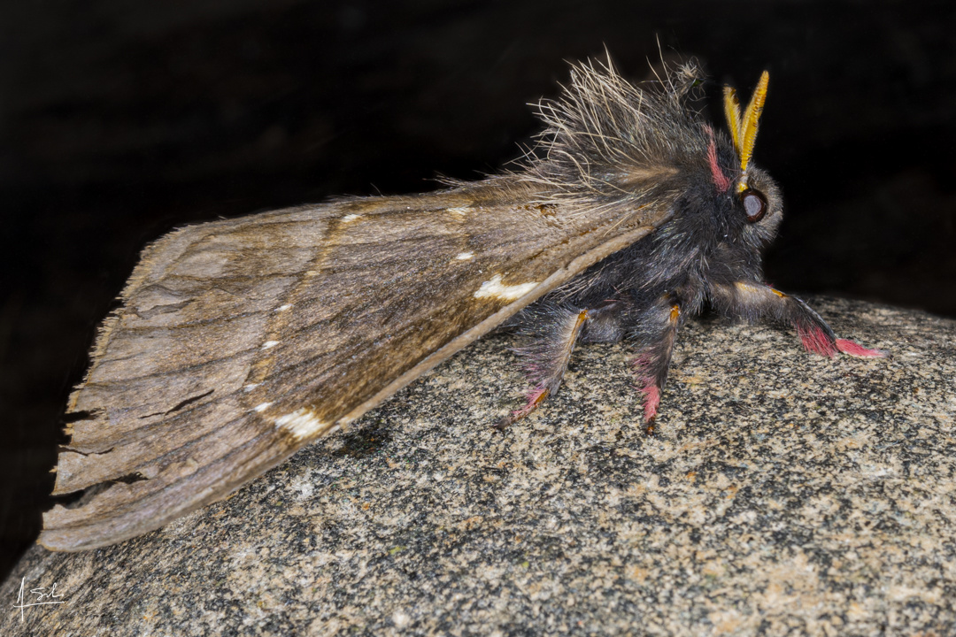 Polilla NN.  Coloradia pandora.  Sin Nombre.  Reserva Verde Plata.  Pance Cali Colombia
