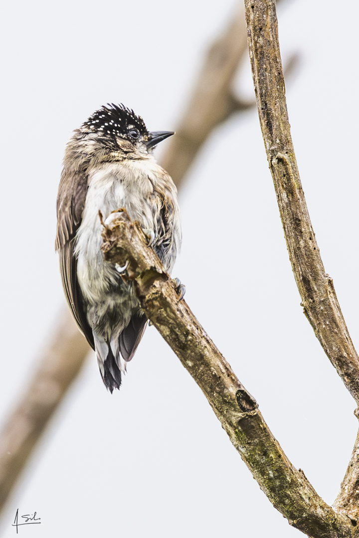Carpintero colombiano.   Picumnus granadensis.  Reserva Verde Plata, Pance Cali Colombia