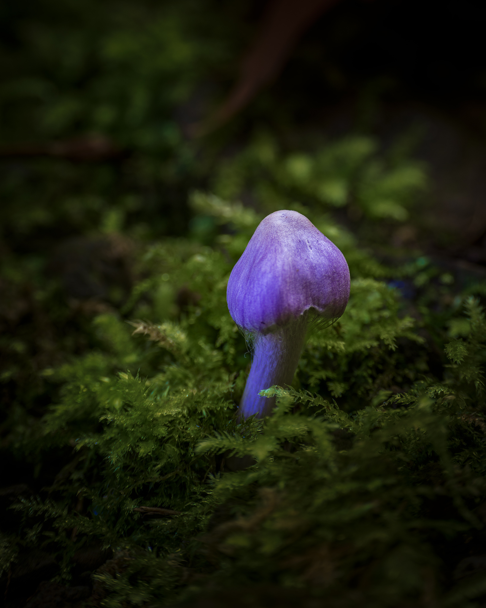 Cortinarius porphyroideus