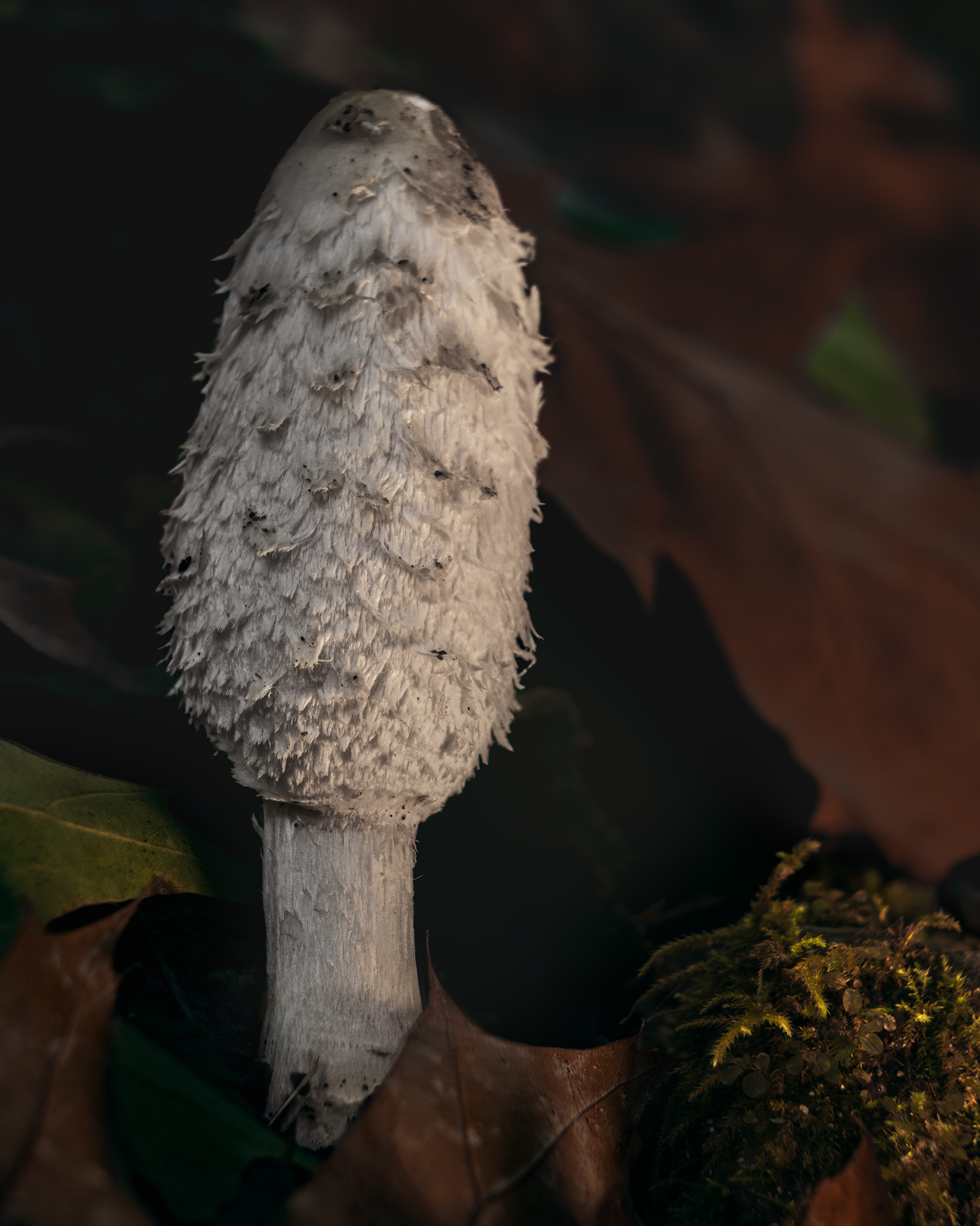 Coprinus comatus