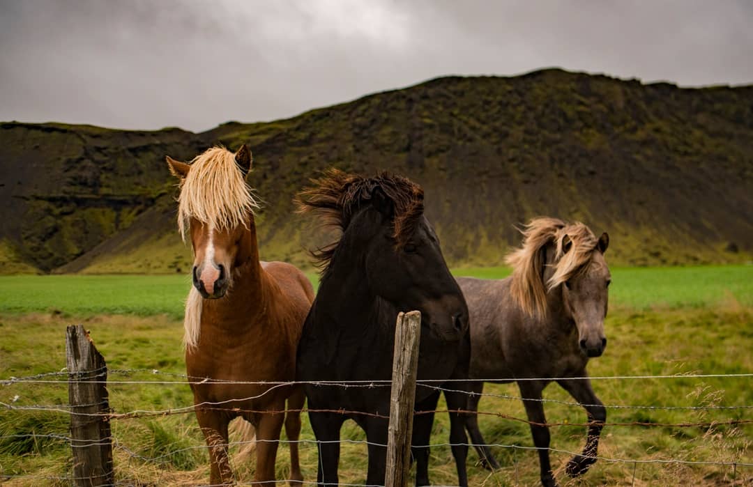 Highland horses