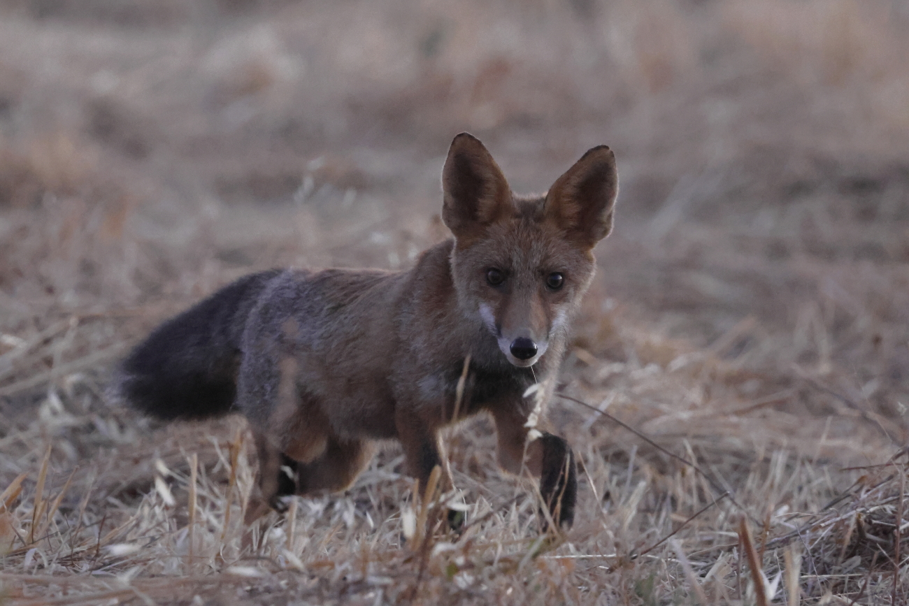 Zorro (Vulpes vulpes)