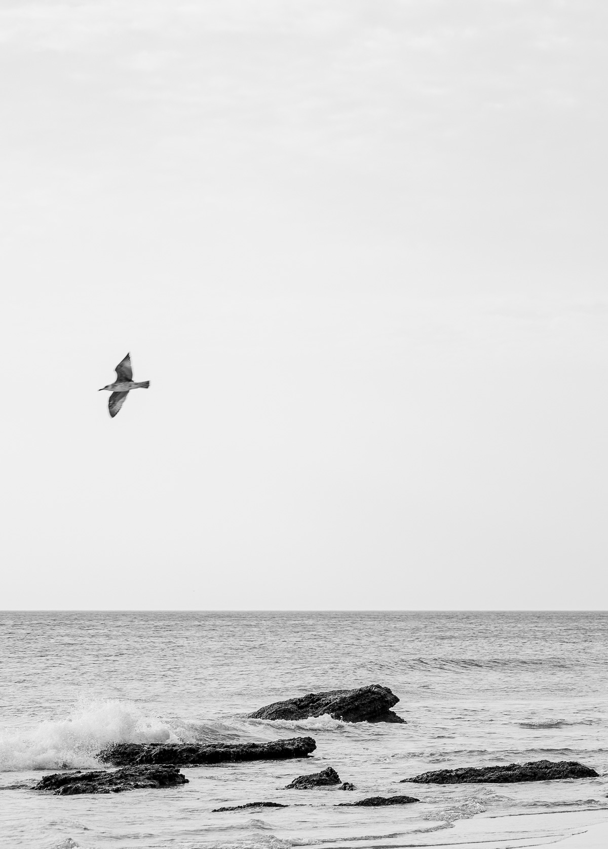 Imagen en blanco y negro de una gaviota sobre volando la Cala de Roche. Foto Alba 07/10/2022