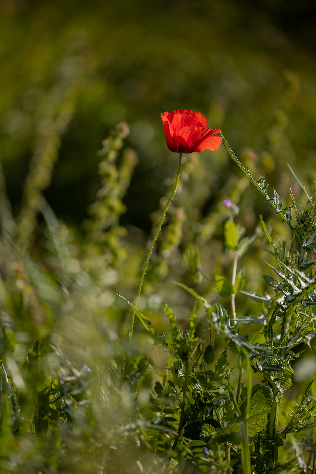 Sesión de fotos de comunión en el Bosque, Cádiz