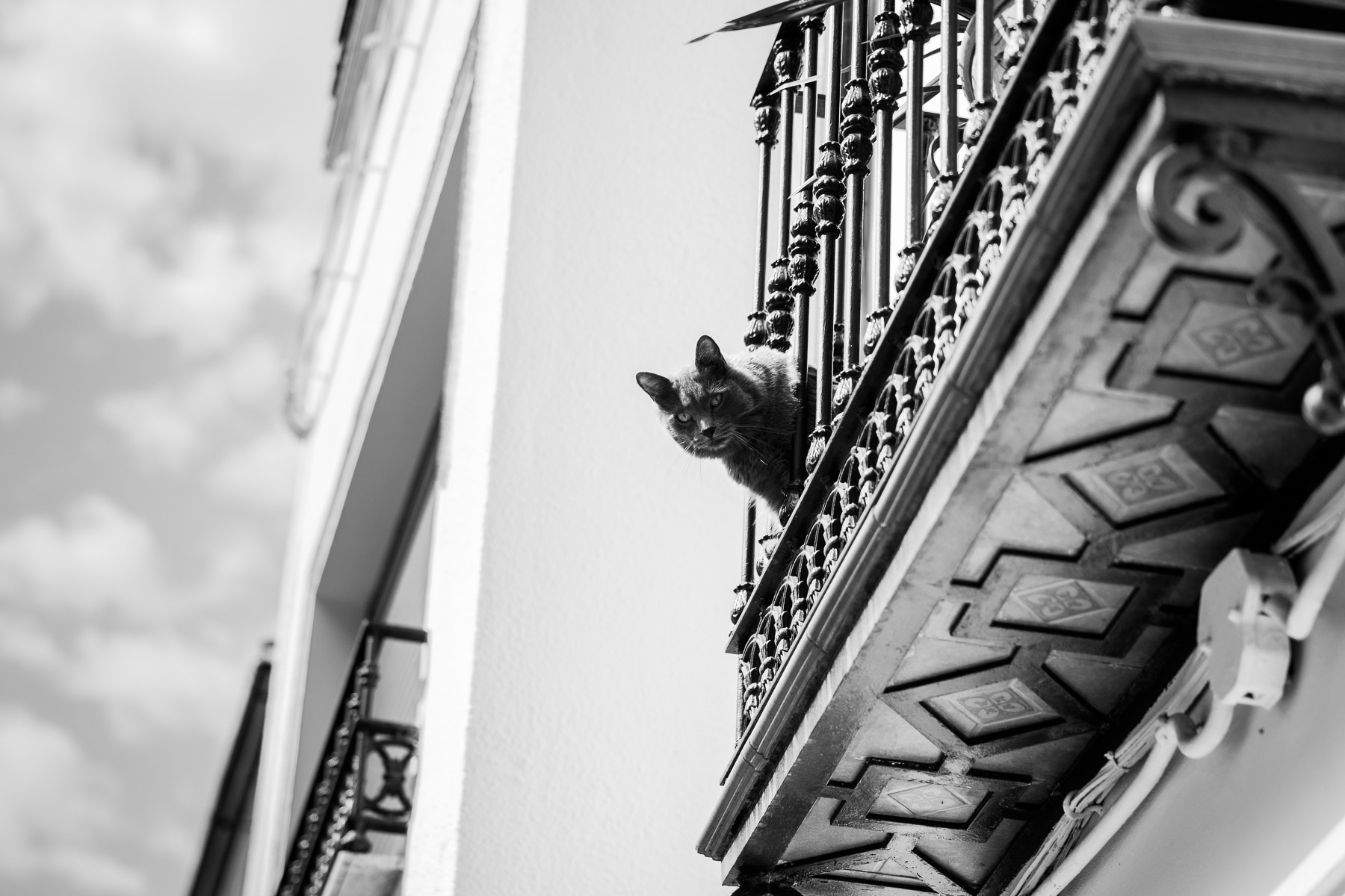 Blanco y negro de un gato asomado a un balcón. Ubrique (Cádiz9