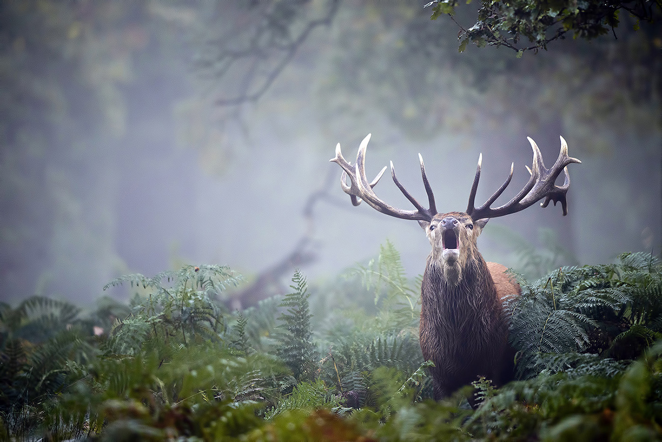 MORNING CALLS - Red deer (Cervus elaphus), UK