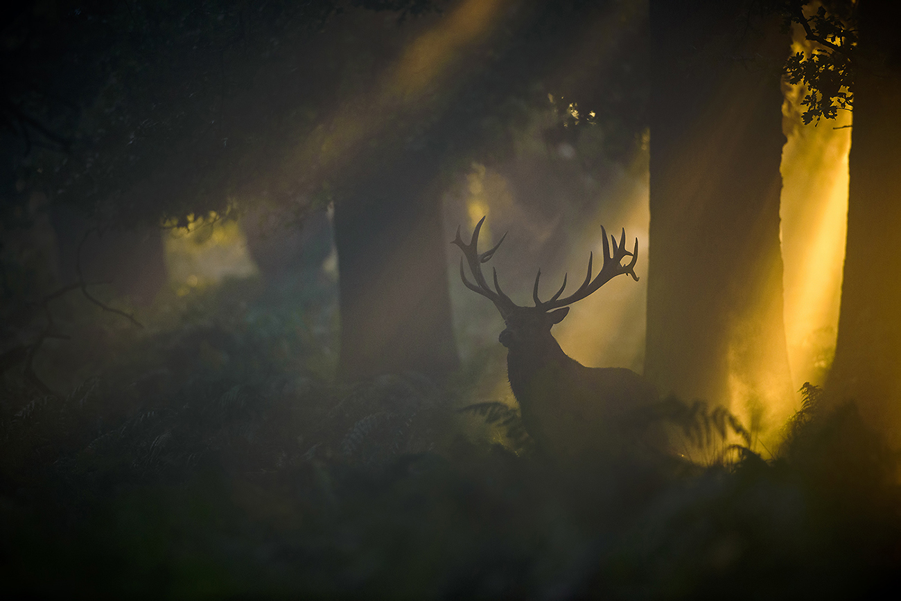 THE AWAKENING OF THE FOREST - Red deer (Cervus elaphus), UK