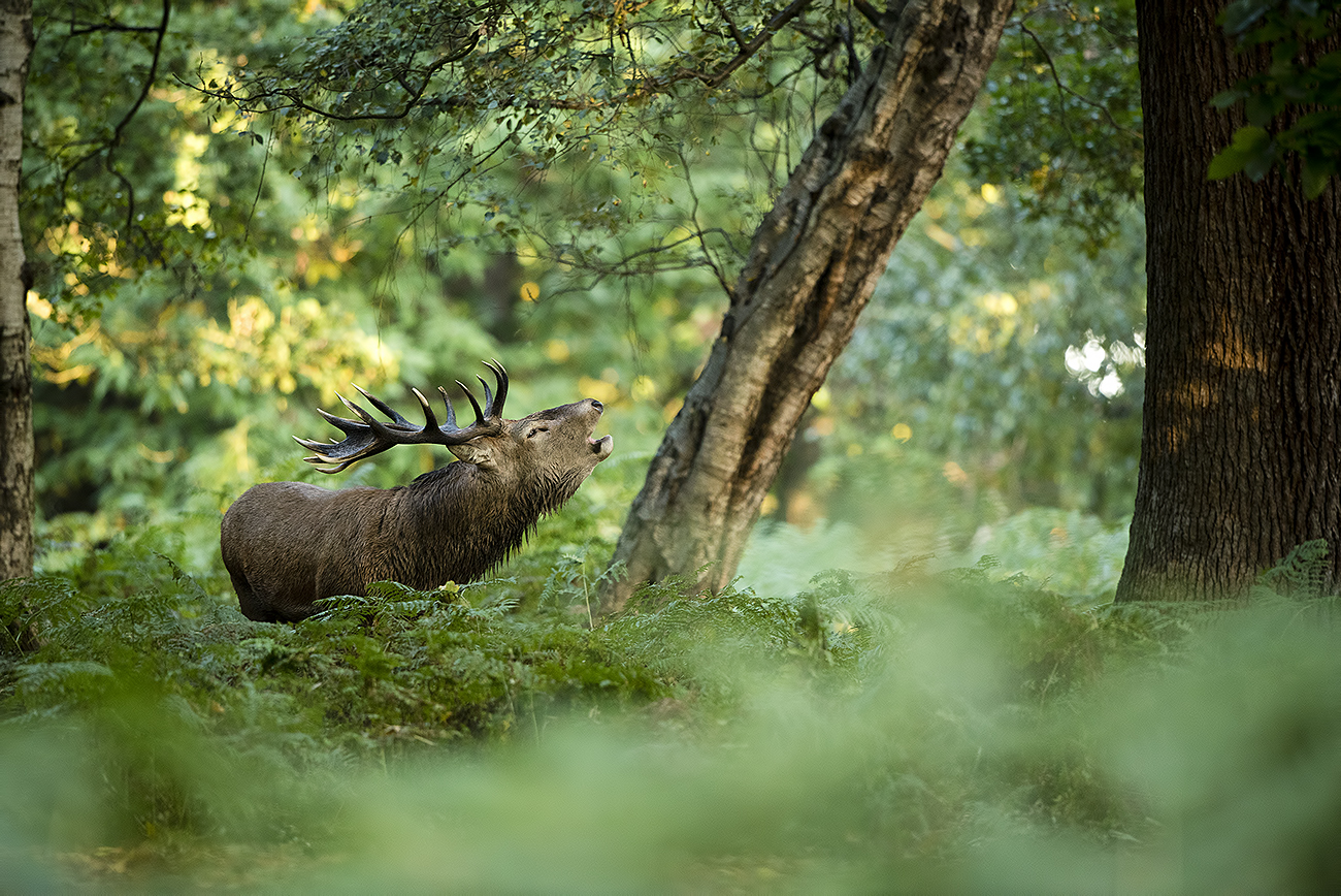 FOREST CALLS - Red deer (Cervus elaphus), UK