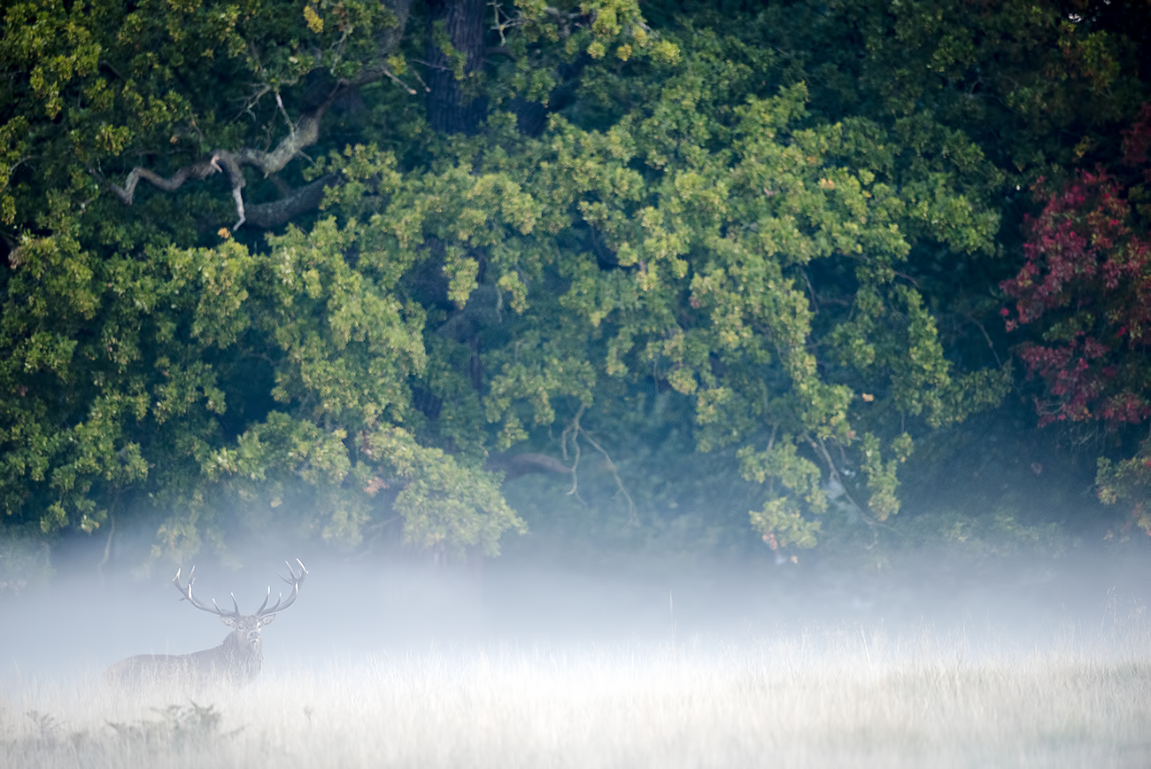 MISTY DEER - Red deer (Cervus elaphus), UK