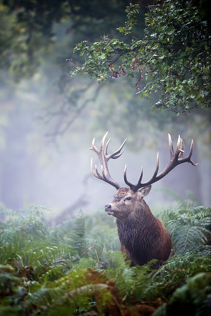 KING OF THE FOREST - Red deer (Cervus elaphus), UK