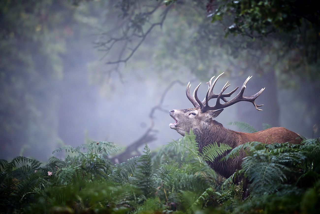 BELLOWING AMONG MIST - Red deer (Cervus elaphus), UK