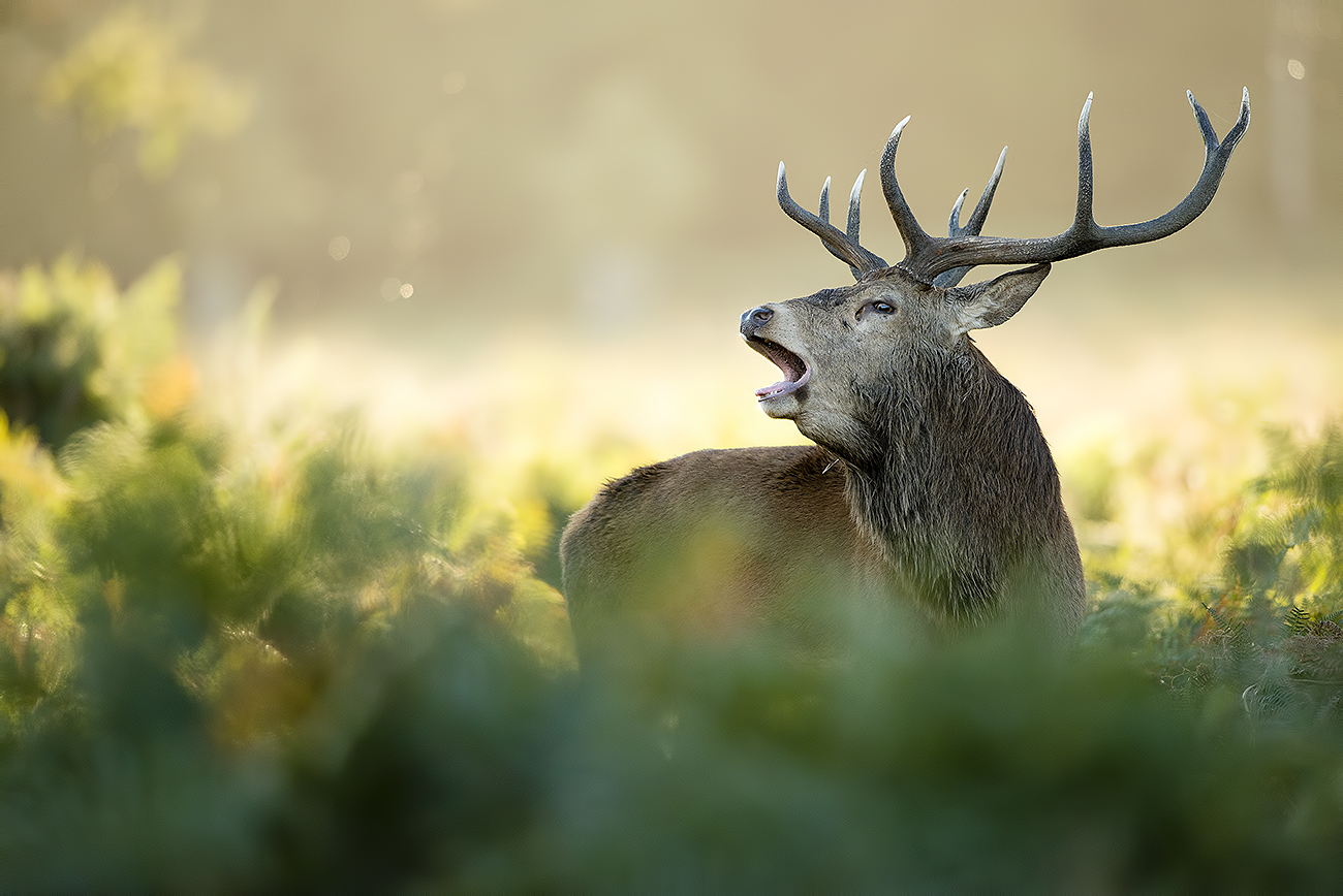 CLAIMING TERRITORY - Red deer (Cervus elaphus), UK