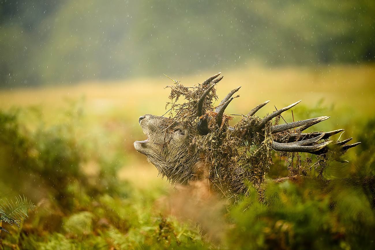 THE FAUN - Red deer (Cervus elaphus), UK