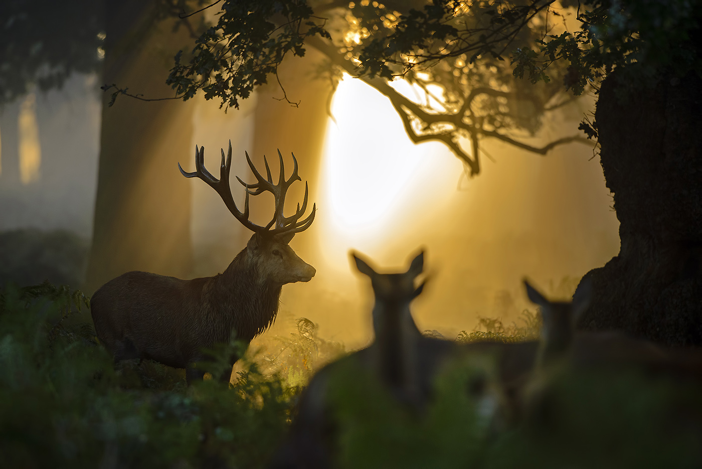 THE HAREM - Red deer (Cervus elaphus), UK