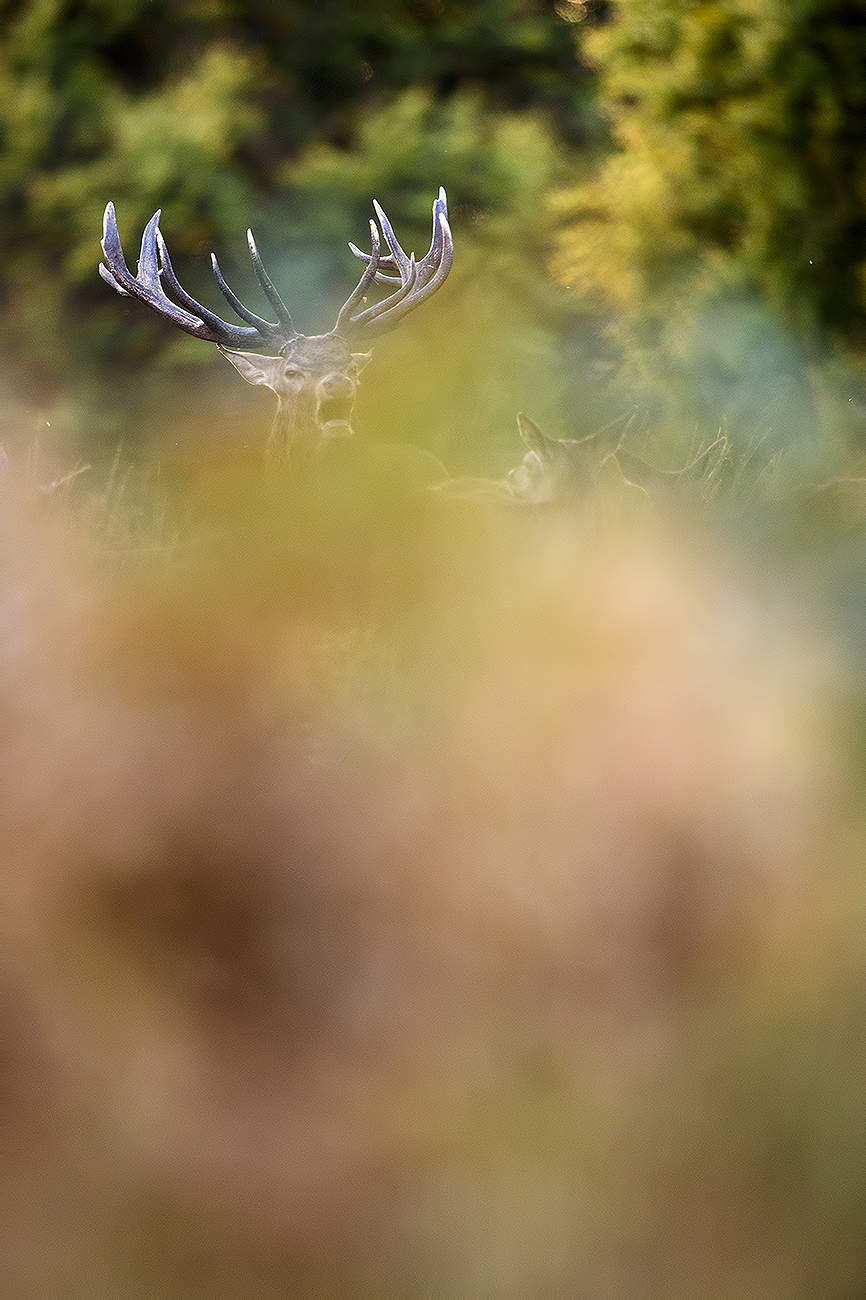 BETWEEN BLURS - Red deer (Cervus elaphus), UK