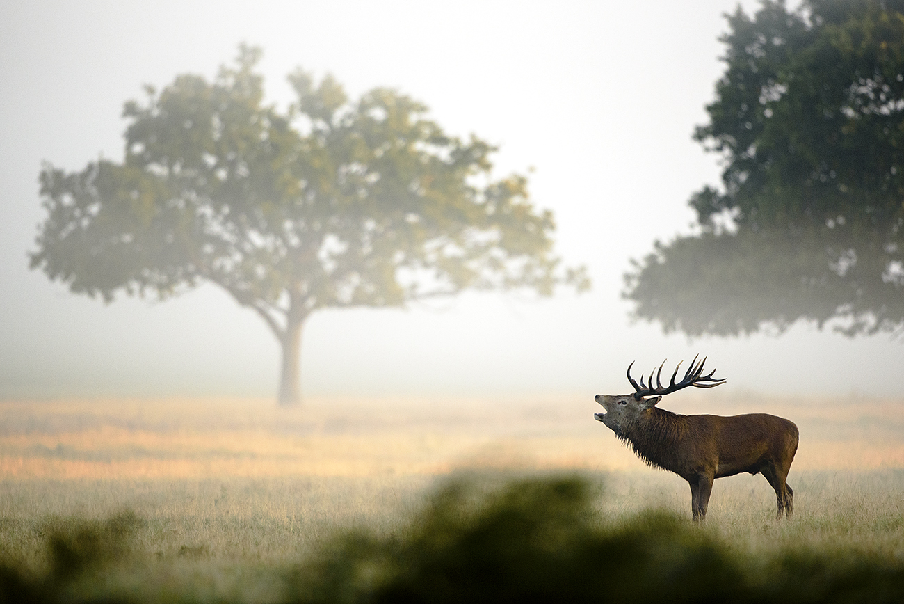 STAG IN THE MIST - Red deer (Cervus elaphus), UK
