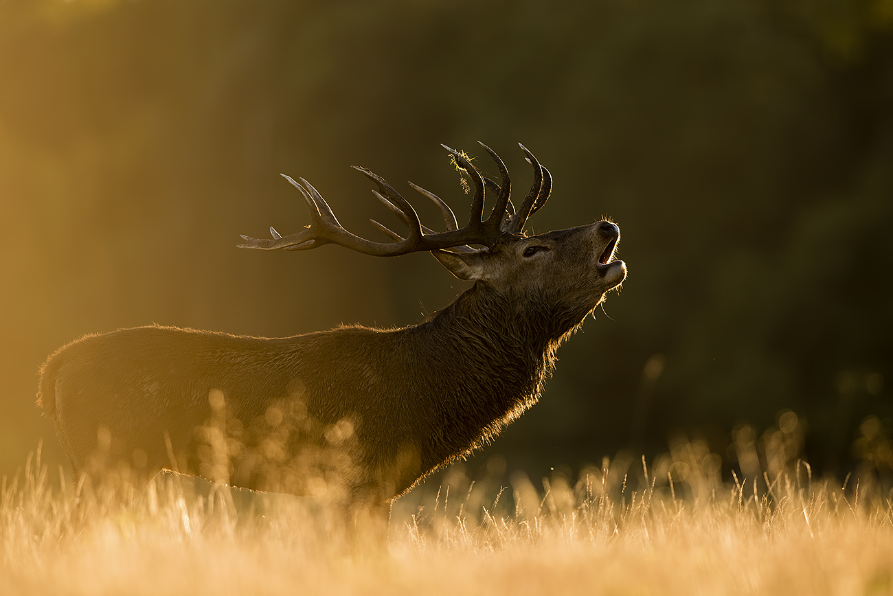 BIG MALE - Red deer (Cervus elaphus), UK
