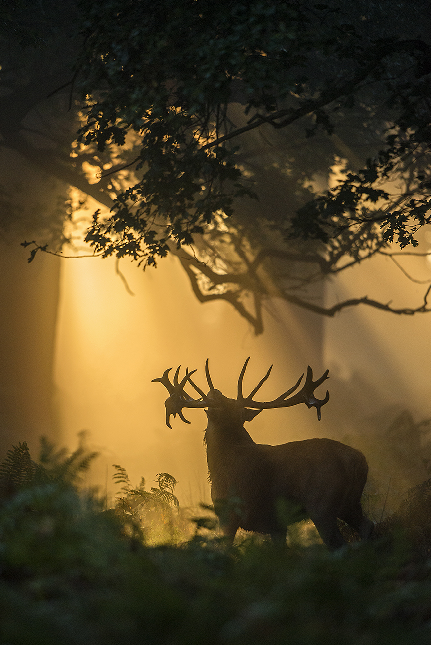 FOREST LIGHTS - Red deer (Cervus elaphus), UK