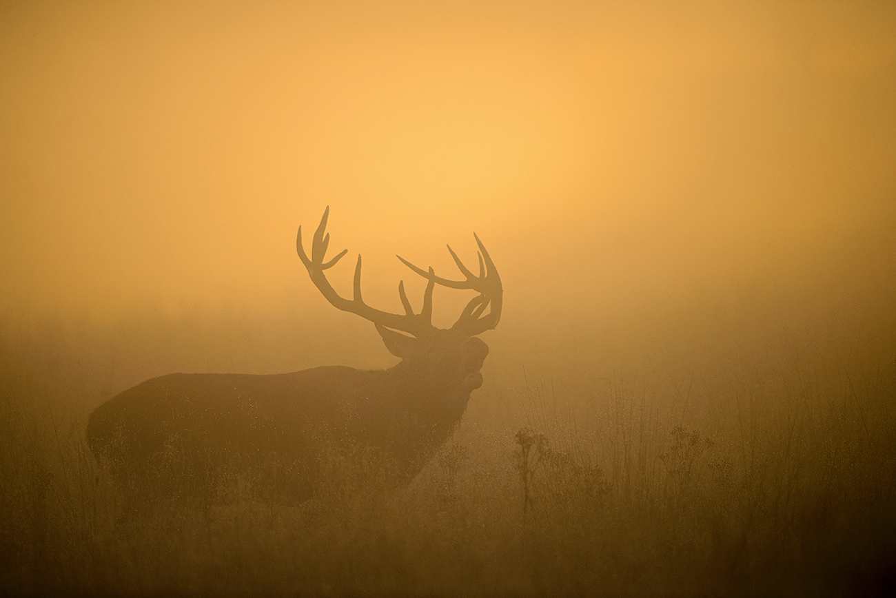 IN RED - Red deer (Cervus elaphus), UK