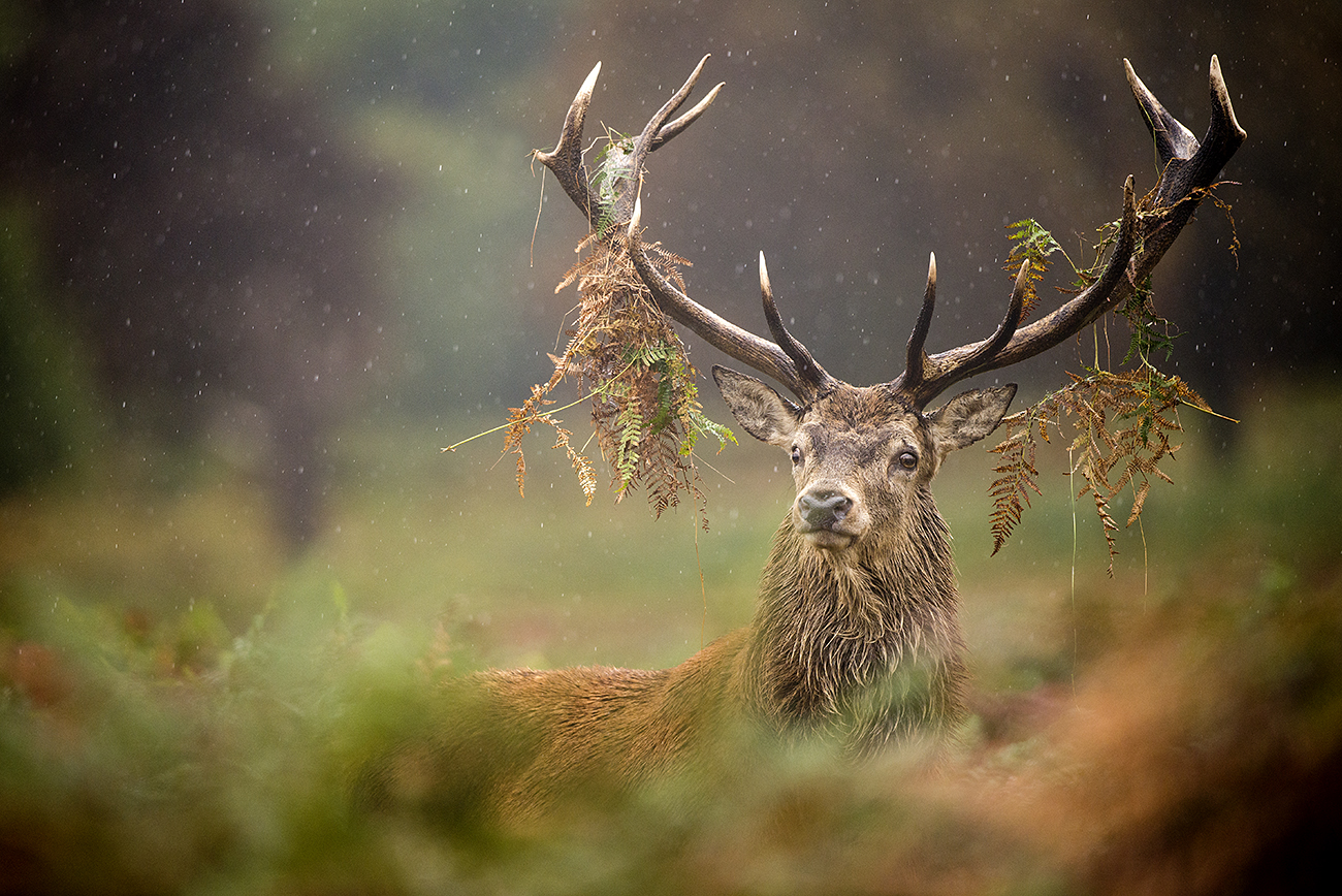 MALE IN THE RAIN - Red deer (Cervus elaphus), UK