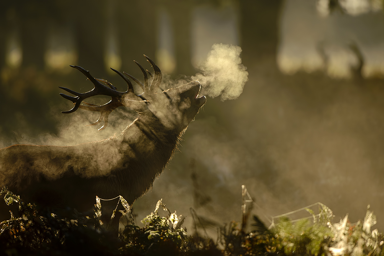 RUTTING TIME - Red deer (Cervus elaphus), UK