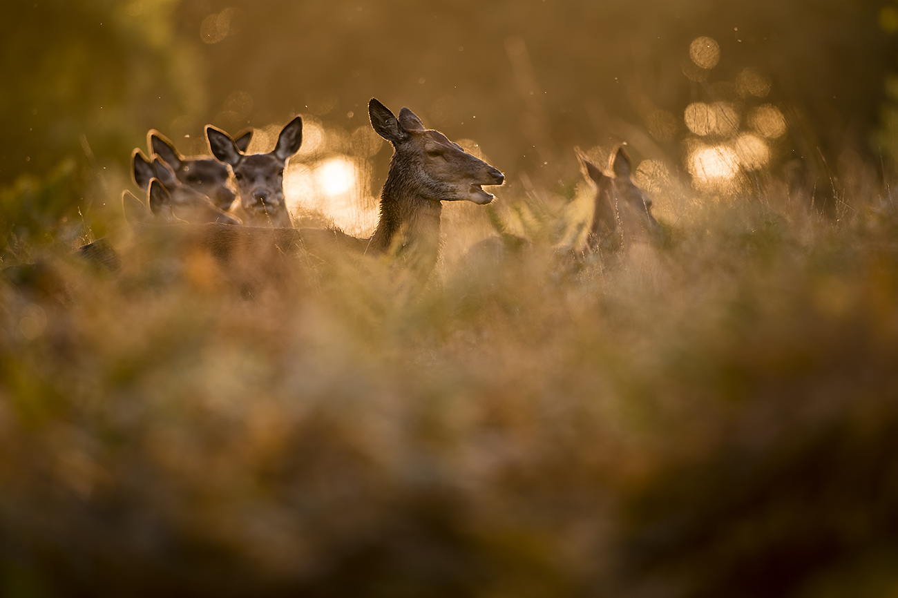 FEMALES - Red deer (Cervus elaphus), UK