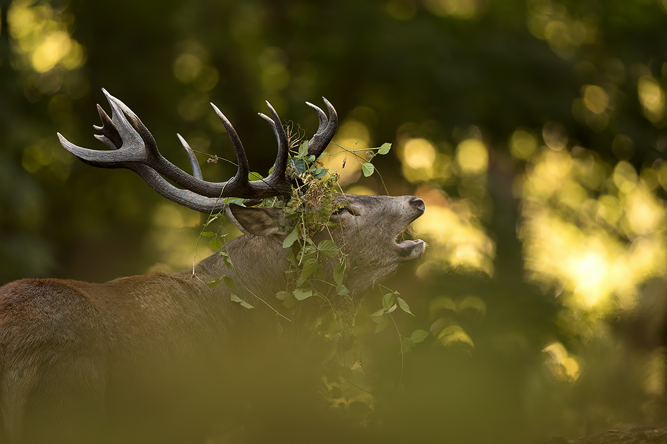 FLARE DEER - Red deer (Cervus elaphus), UK