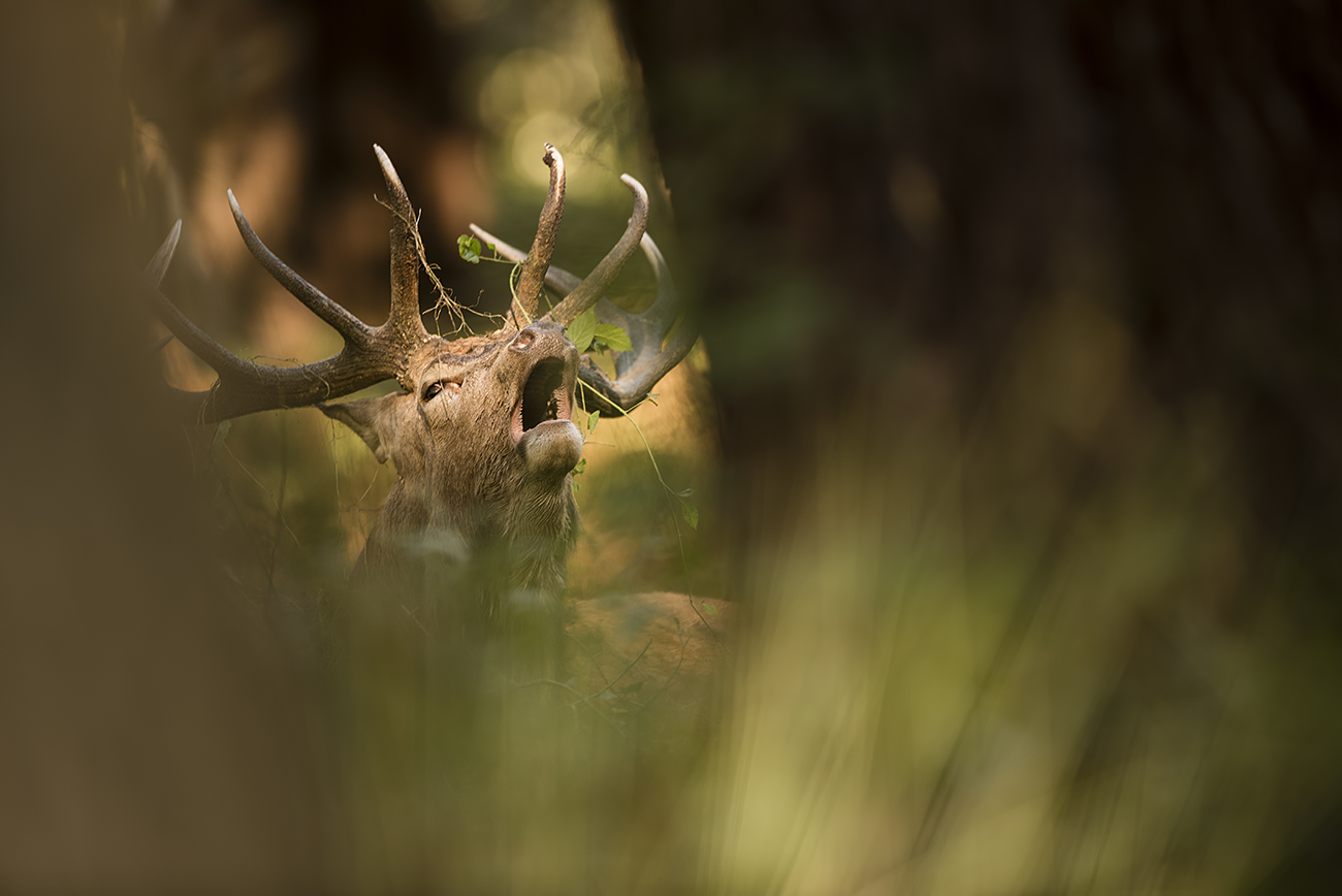 BETWEEN TREES - Red deer (Cervus elaphus), UK