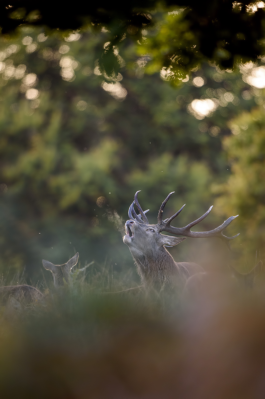 TESTOSTERONE - Red deer (Cervus elaphus), UK
