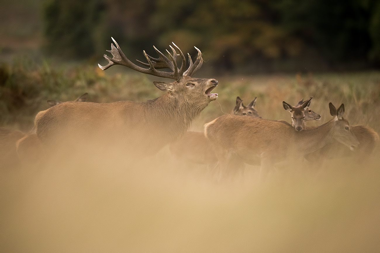 NATURAL SELECTION - Red deer (Cervus elaphus), UK