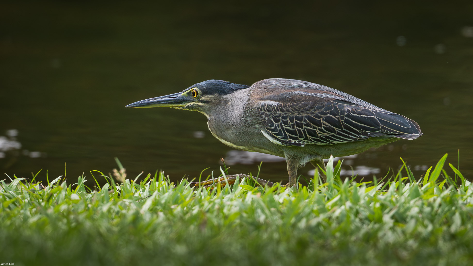 Butorides striata - Striated Heron