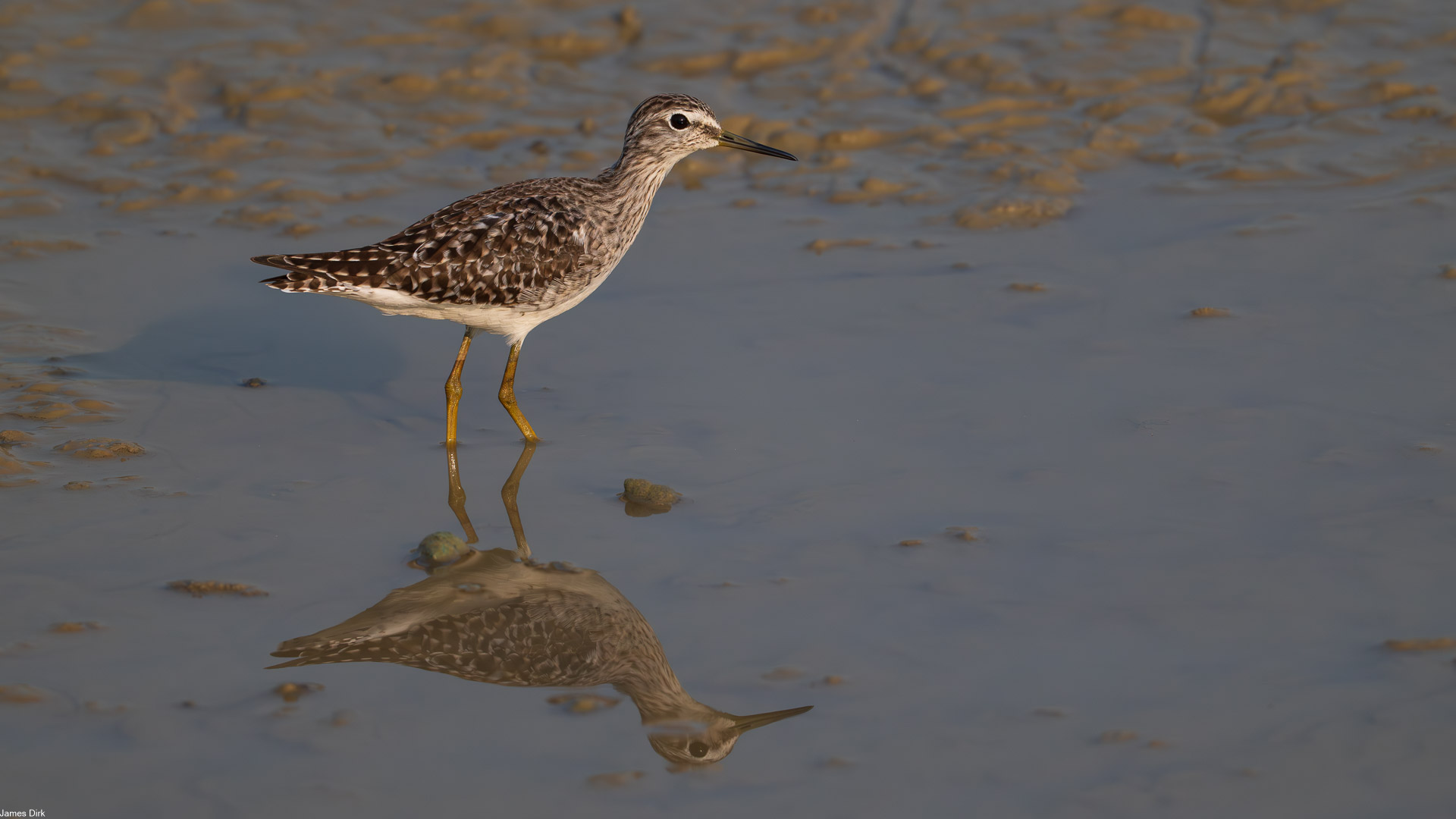 Tringa glareola - Wood Sandpiper