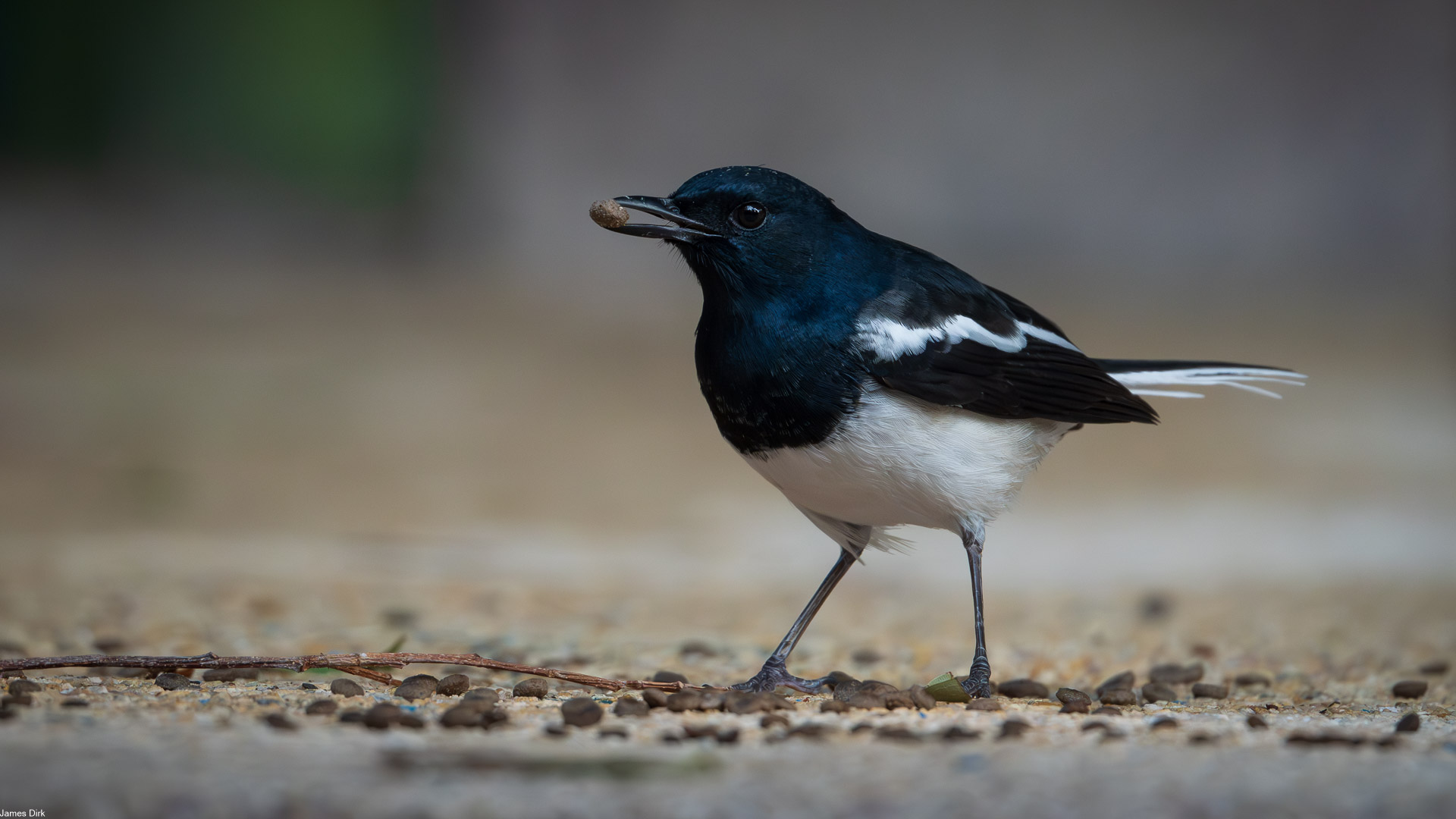 Copsychus saularis - Oriental Magpie-Robin