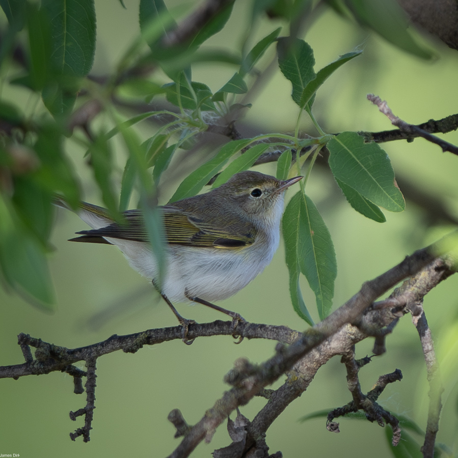Phylloscopus bonelli