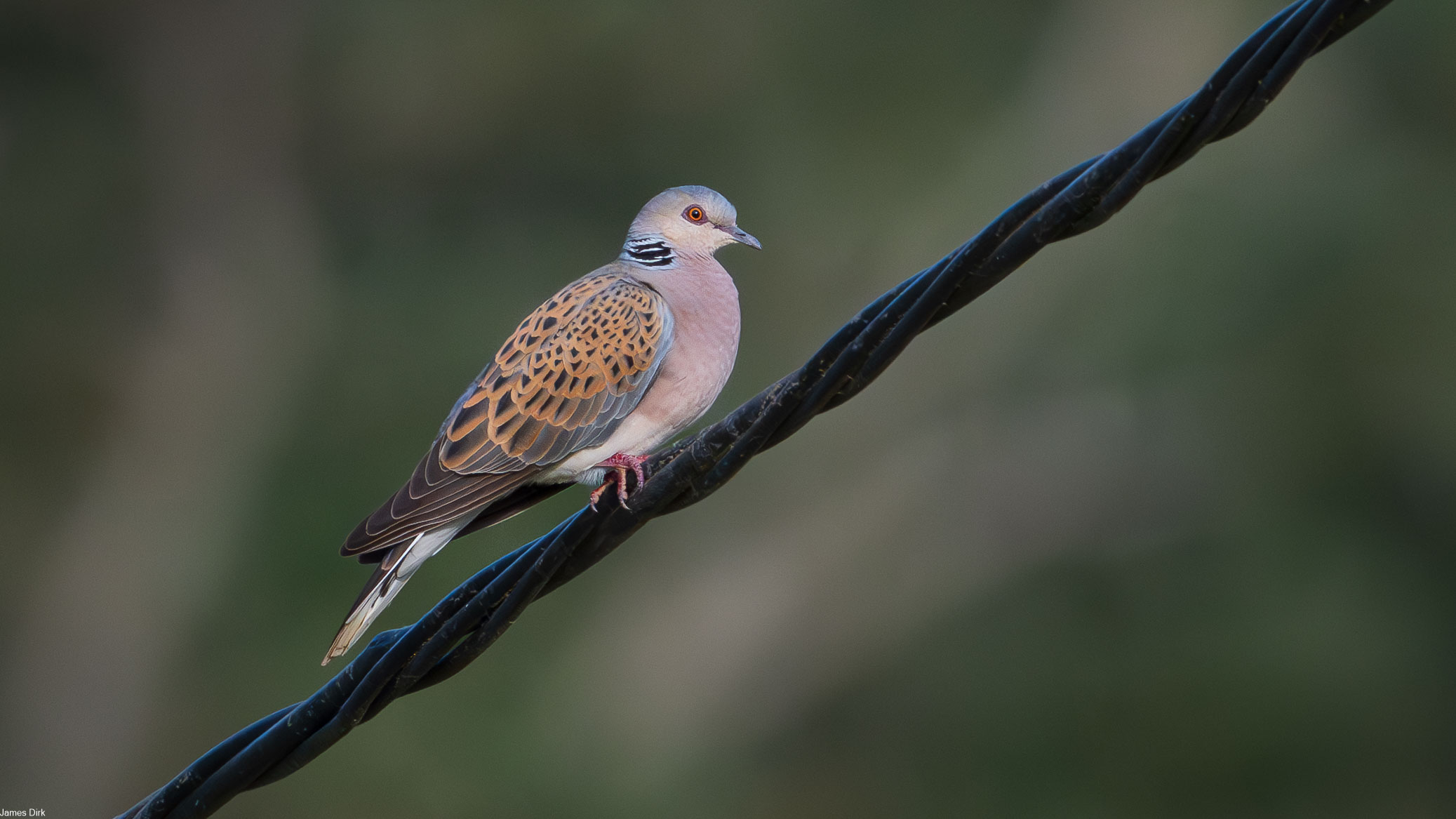 Streptopelia turtur
