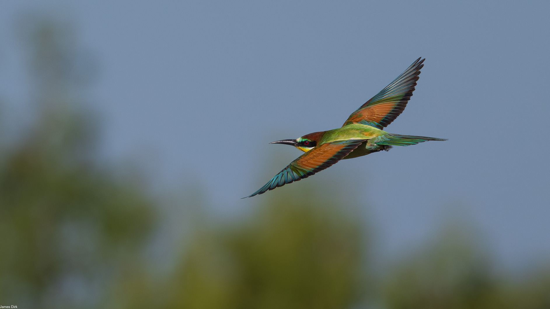 Merops apiaster