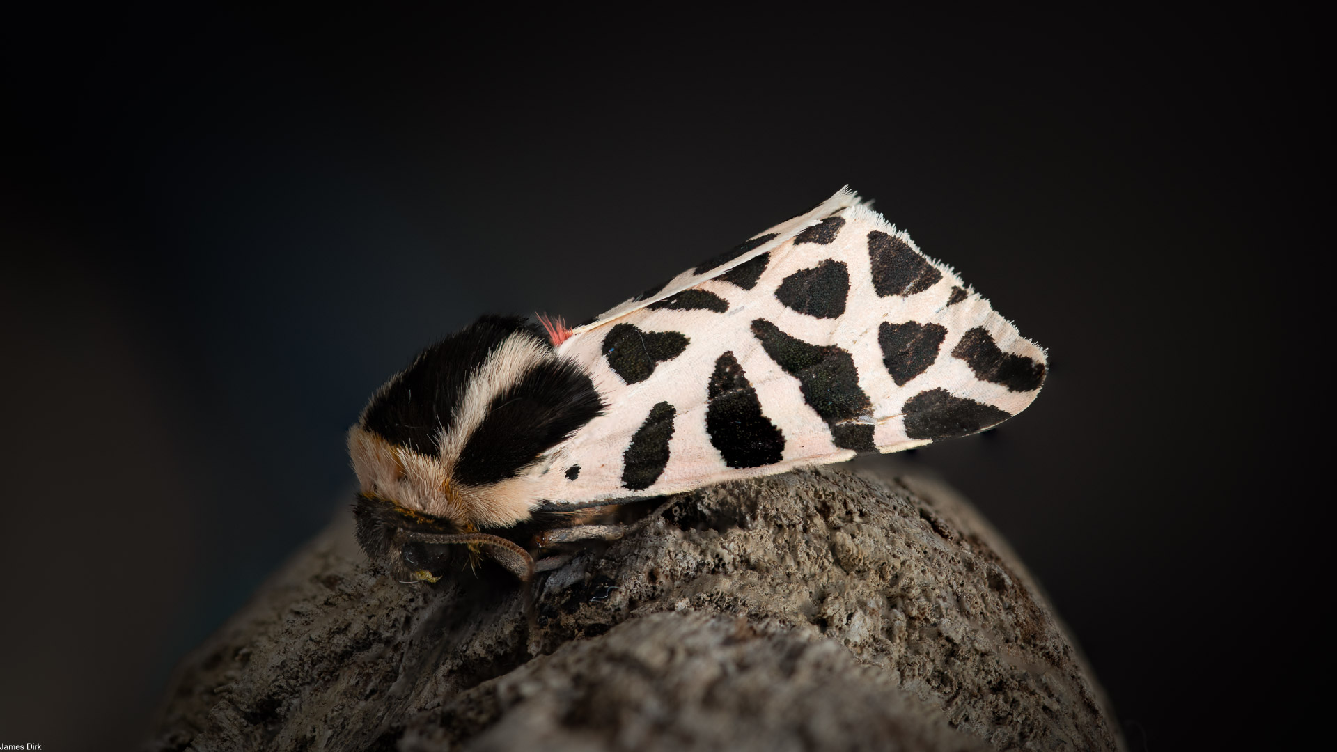 Cymbalophora pudica