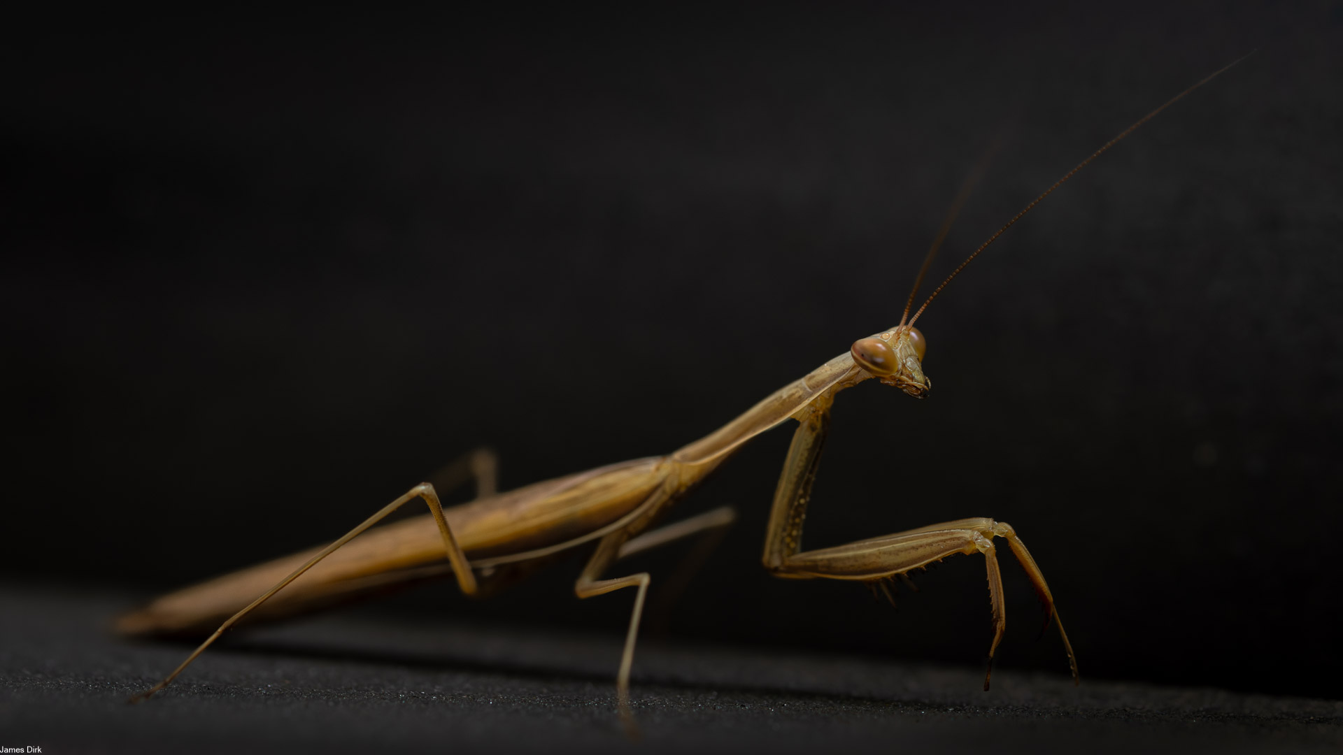 Mantis religiosa