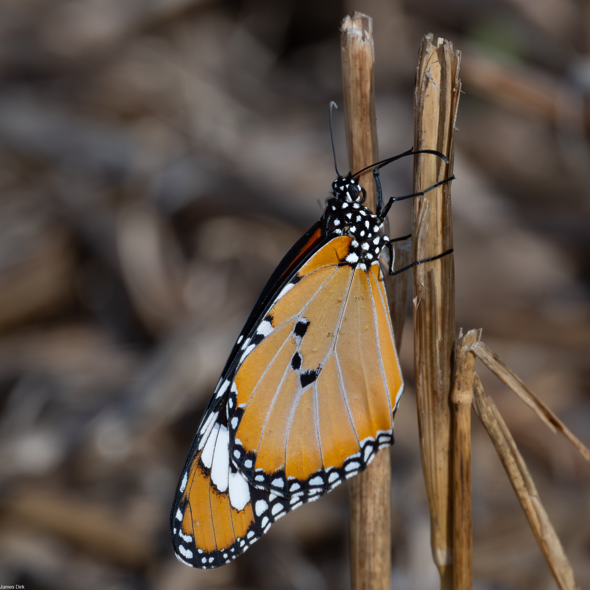 Danaus chrysippus