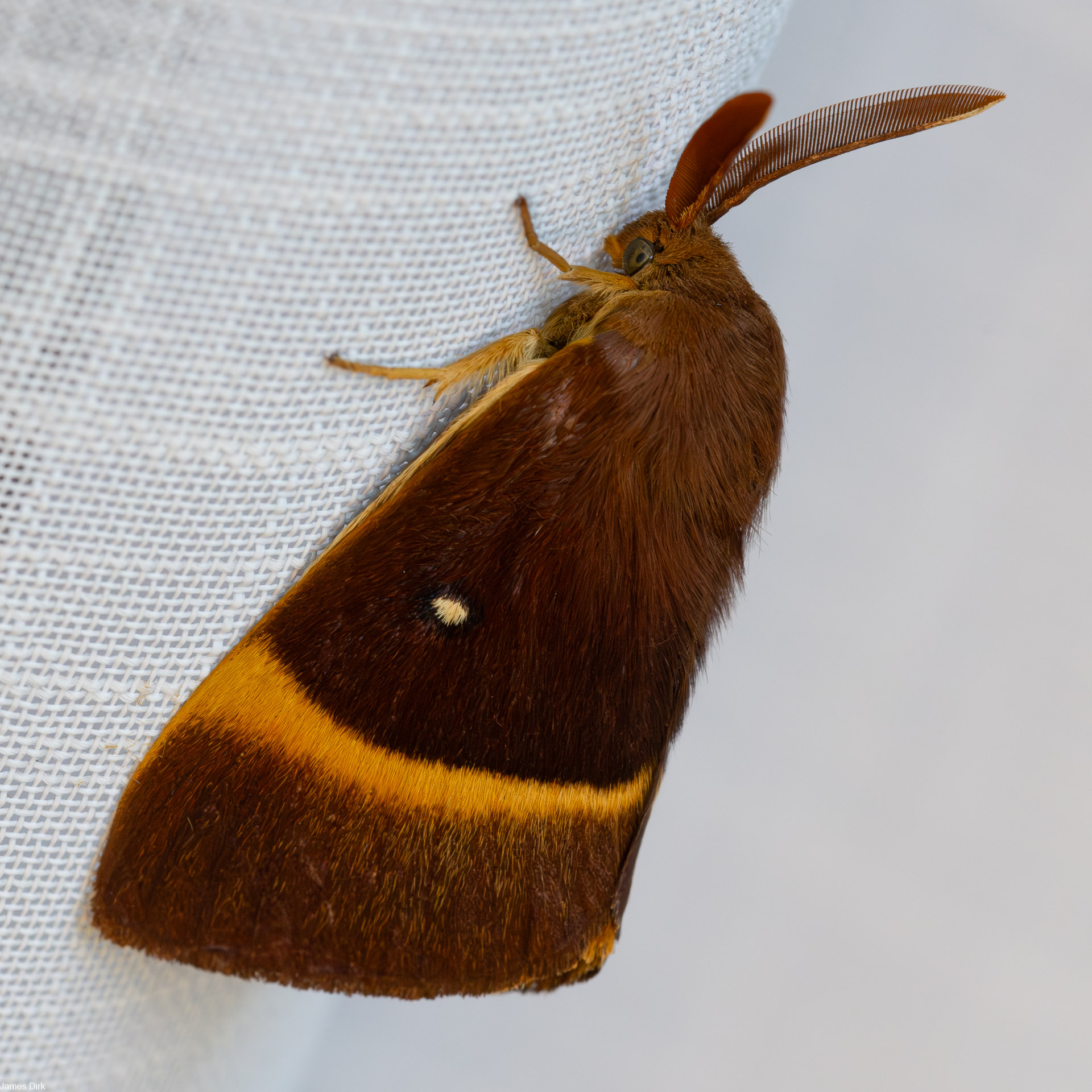 Lemonia dumi