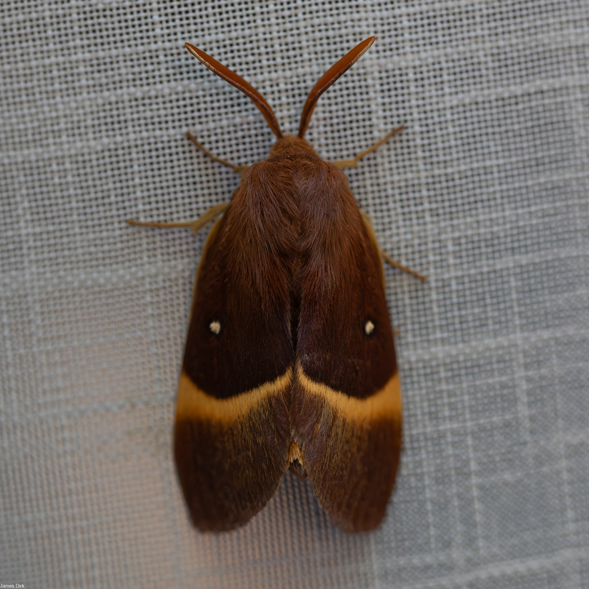 Lemonia dumi