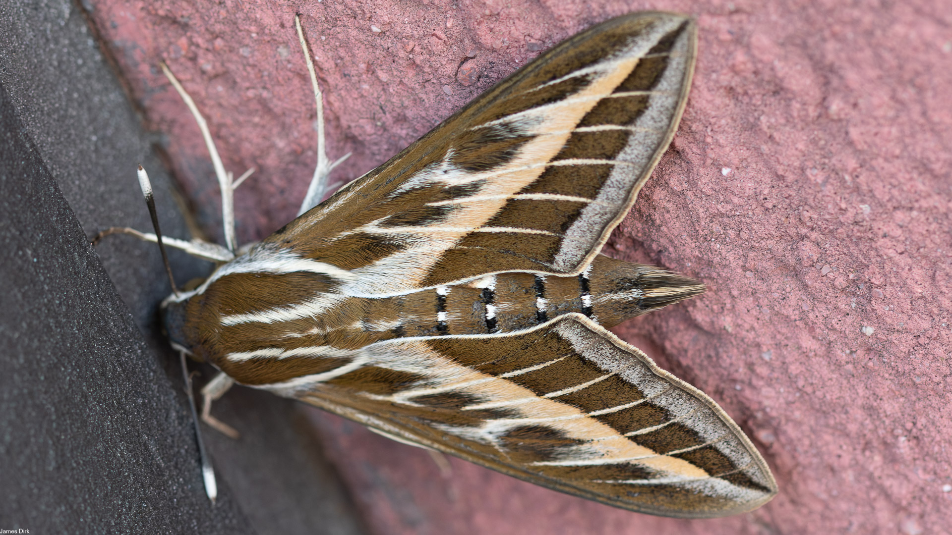 Hemaris livornica