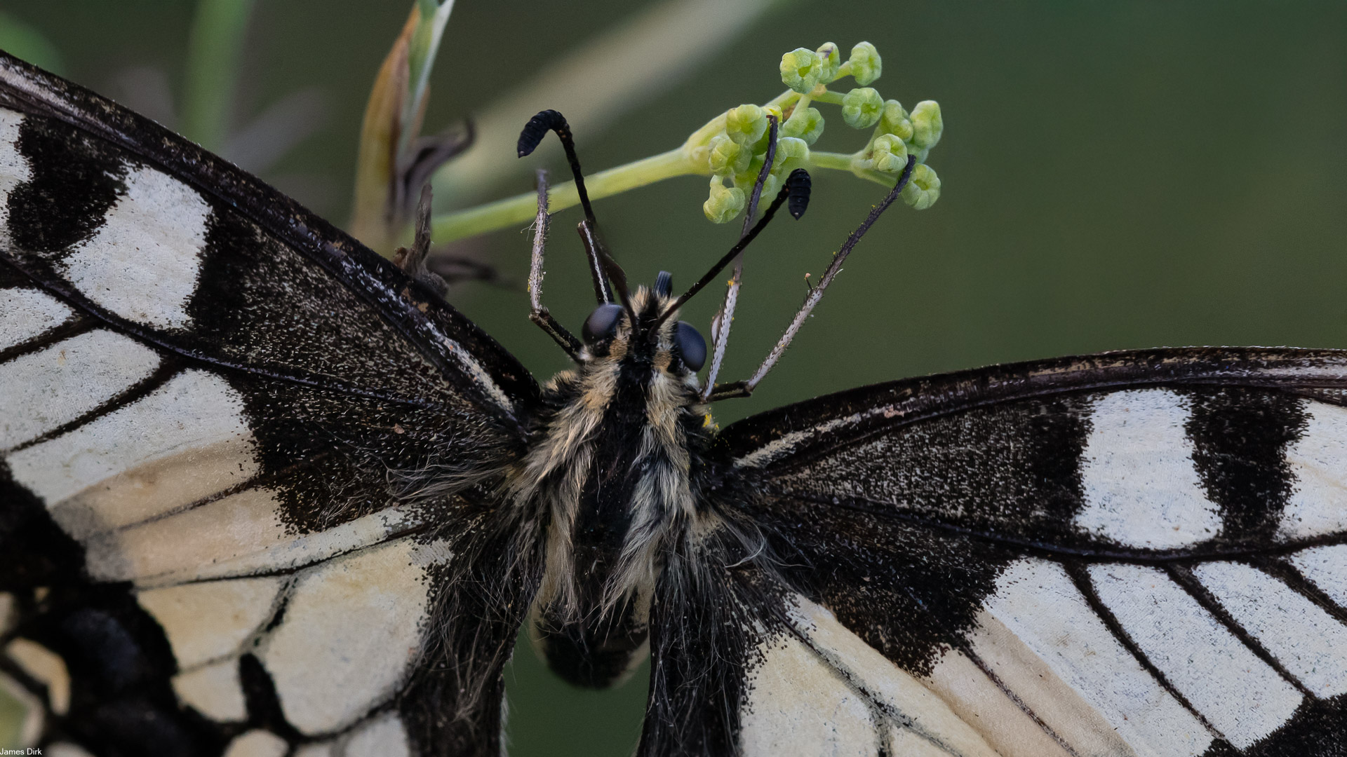 Papilio machaon