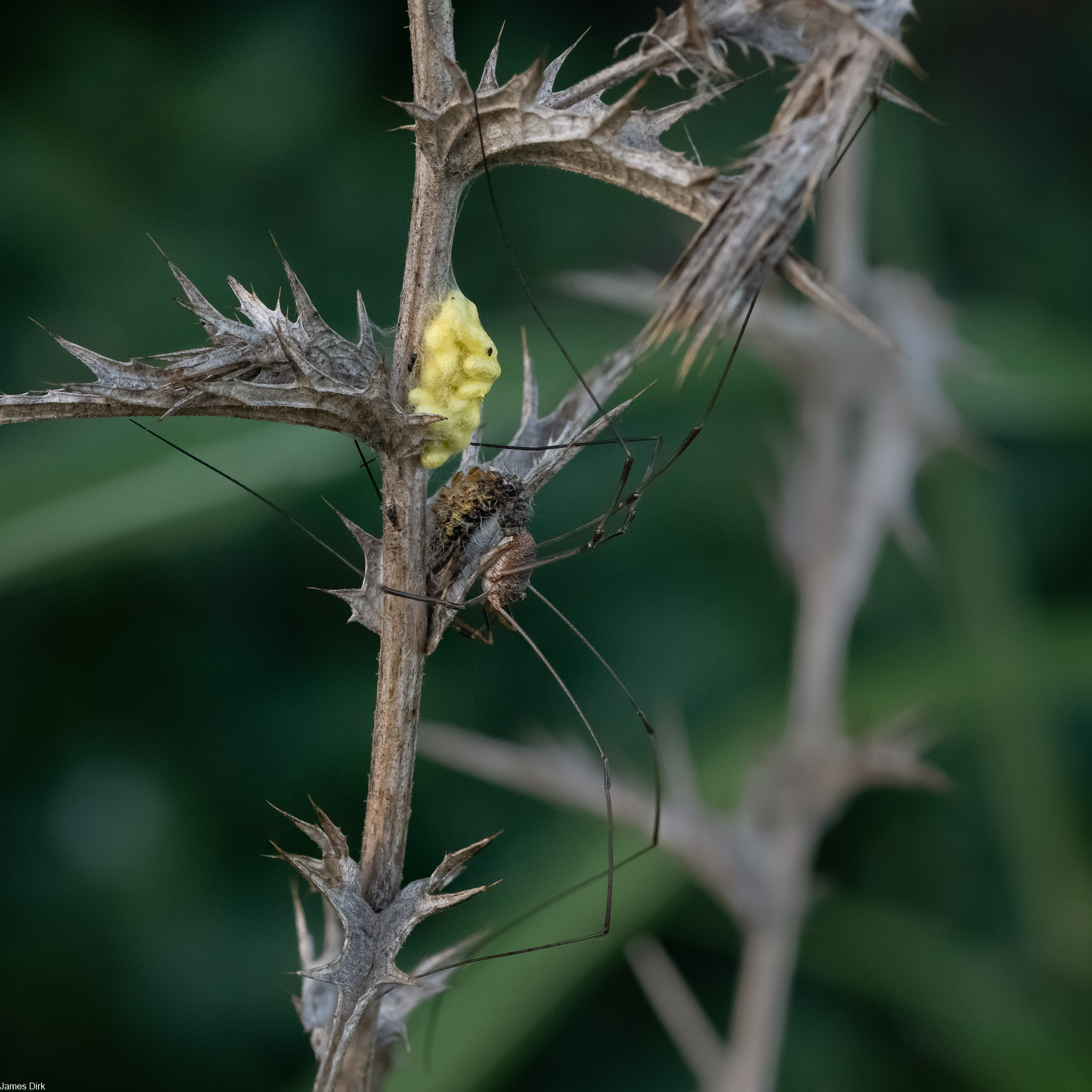 Phalangium opilio