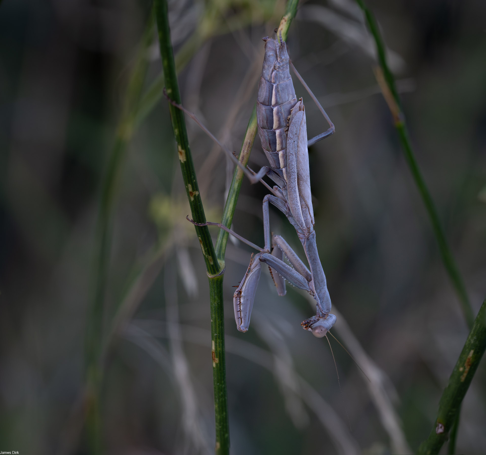 Mantis religiosa