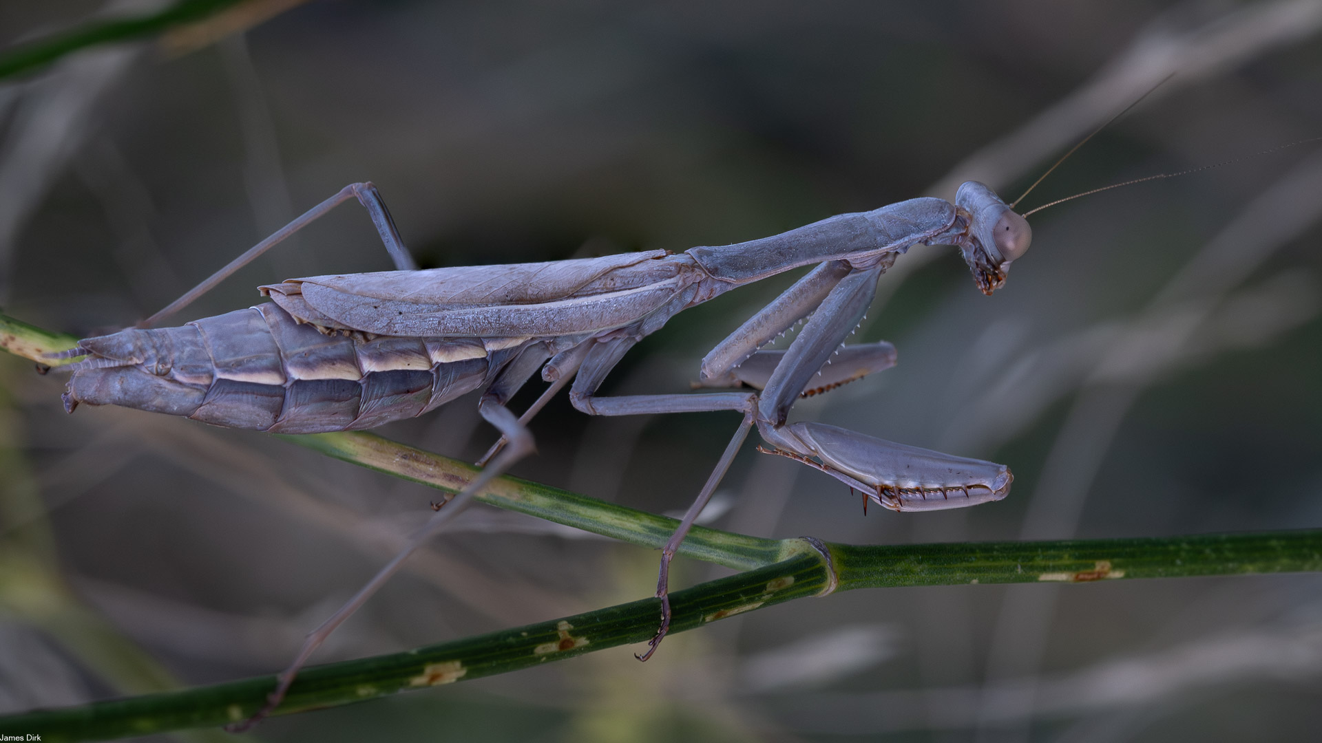 Mantis religiosa