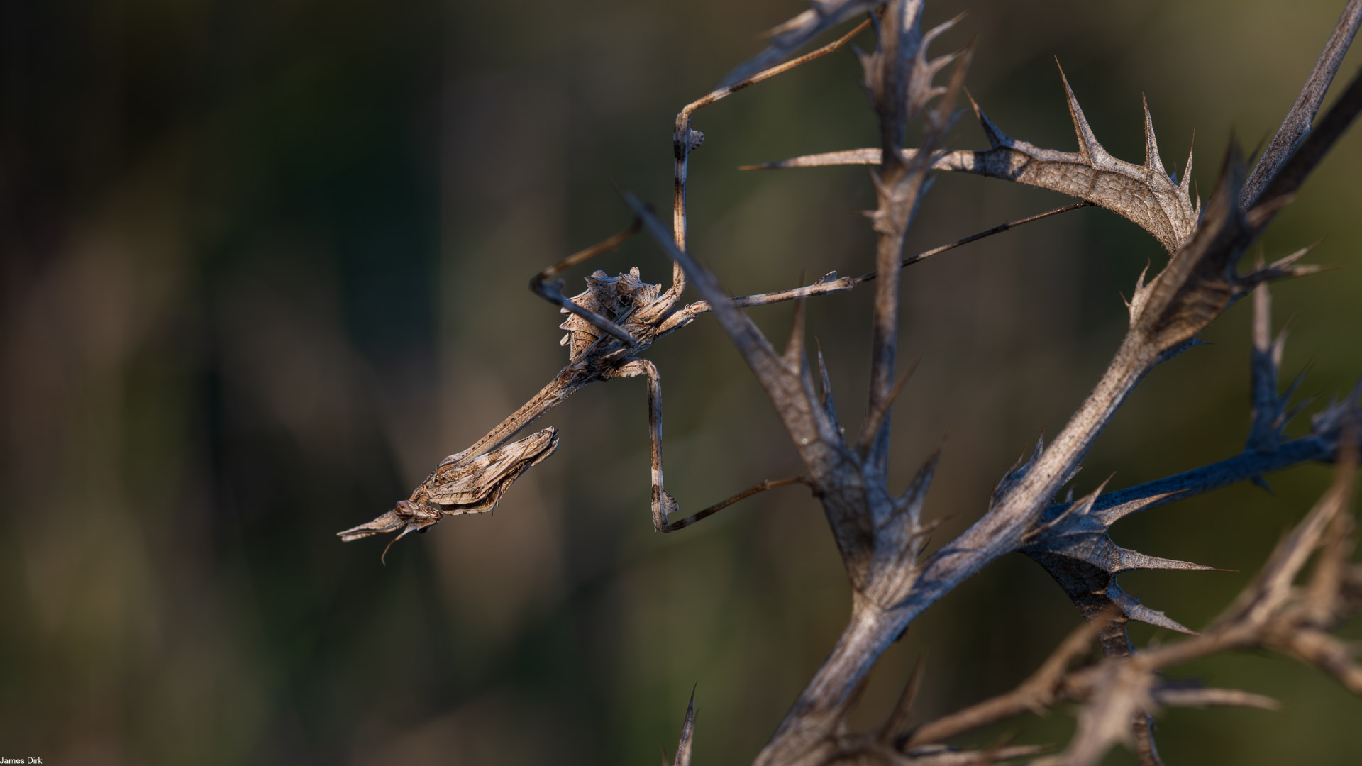 Empusa pennata