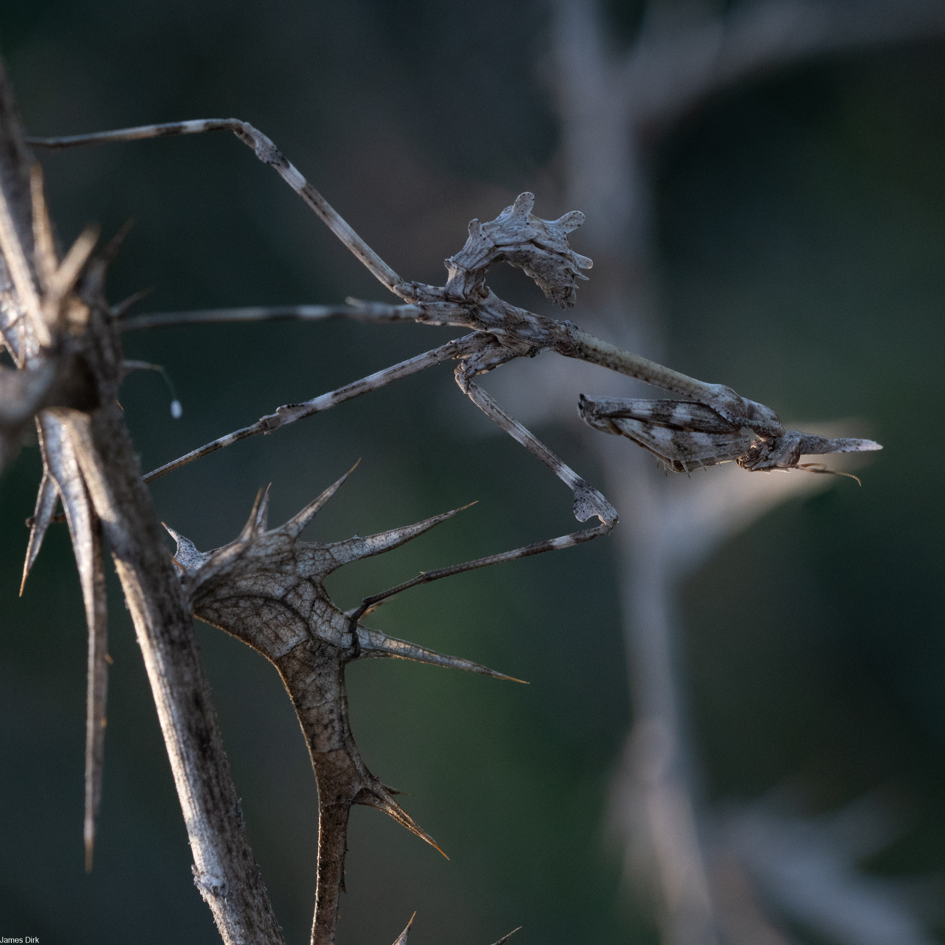 Empusa pennata