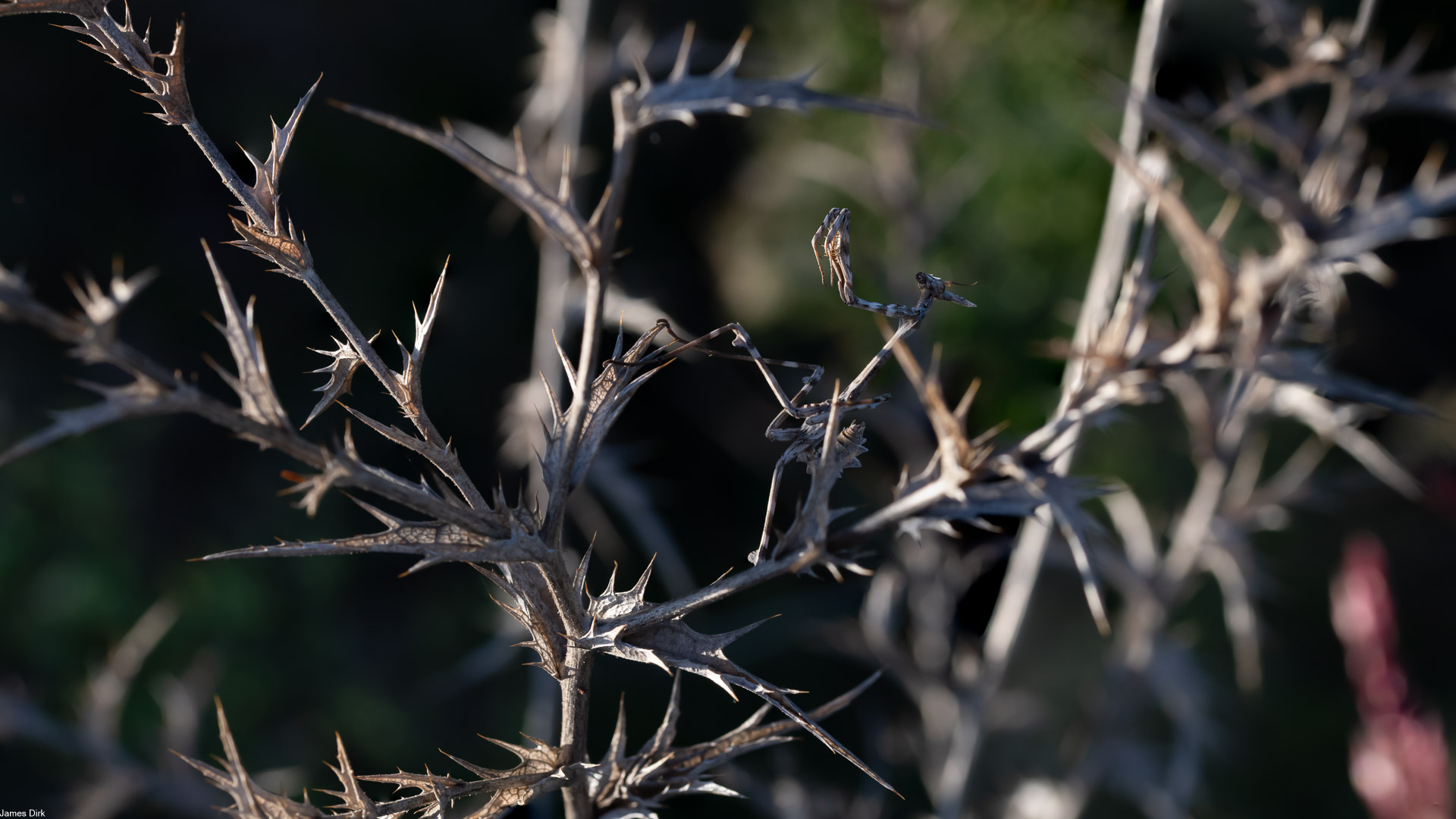 Empusa pennata