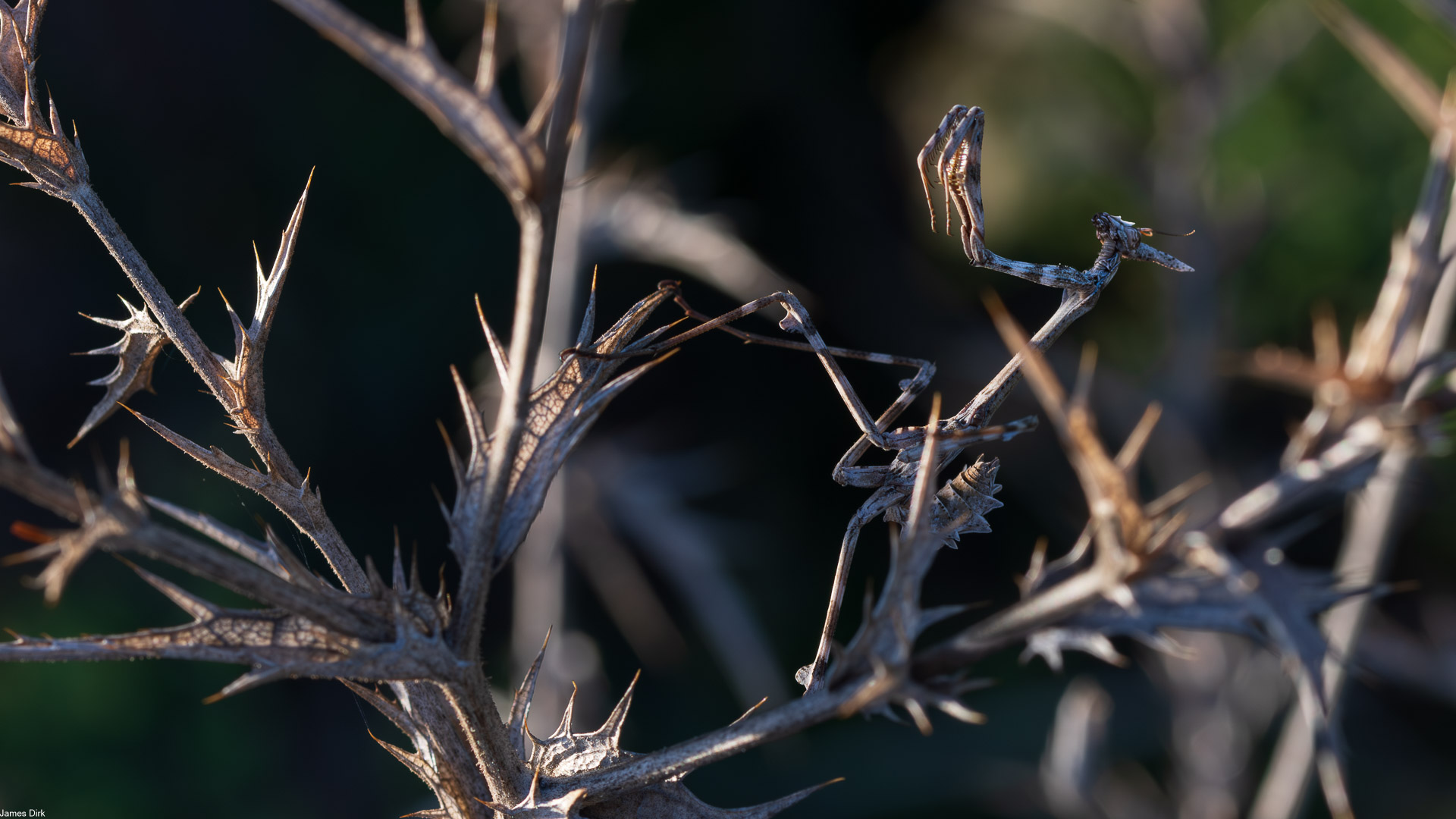 Empusa pennata